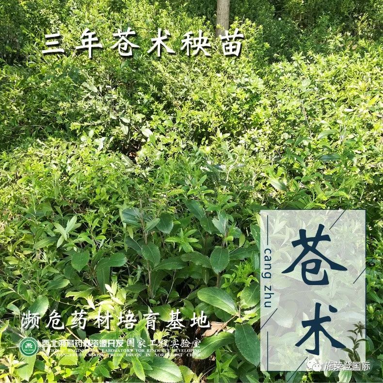 苍术用药用肥技术方案