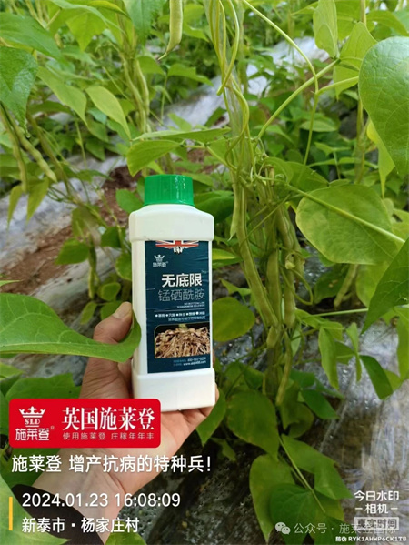 甜瓜大棚使用施莱登无底限，不仅线虫控制住了，而且长势喜人