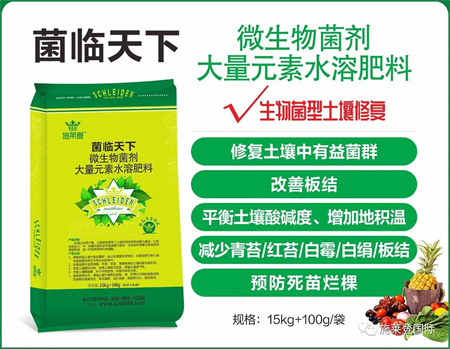 猫爪草的种植与注意事项你知道吗？