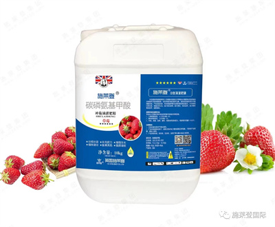 草莓要想产量高，培育健苗和壮苗是关键