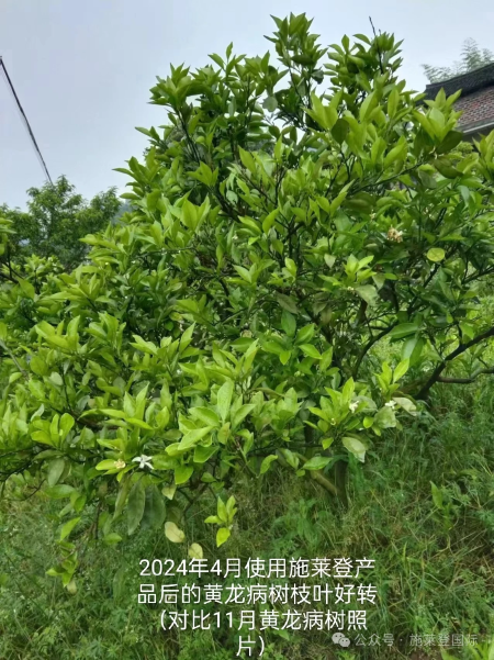 柑橘黄龙病***新防治方法的应用实践与效果！