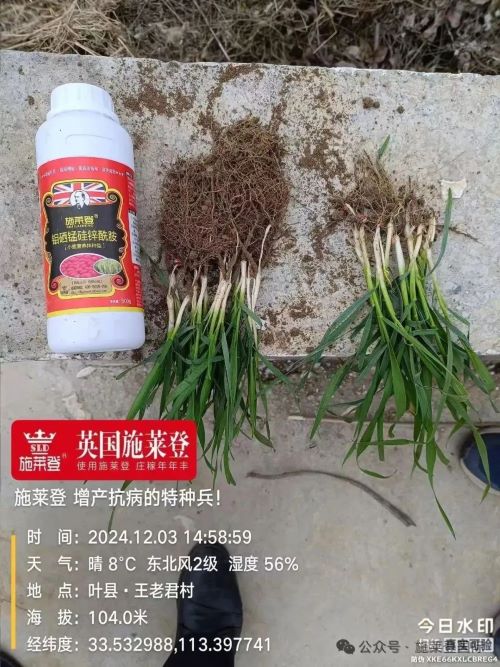 施莱登手把手教您选择小麦拌种剂