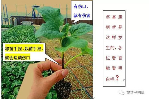 细菌性病害不好治？试试施莱登细黄杀星