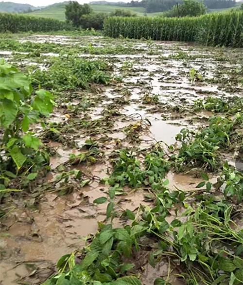台风雨过后，炭疽、溃疡、腐烂三大病害处理施莱登有高招！