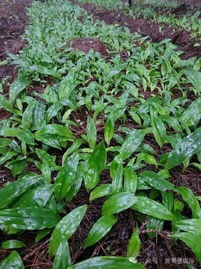 施莱登毛慈菇病害防治方案