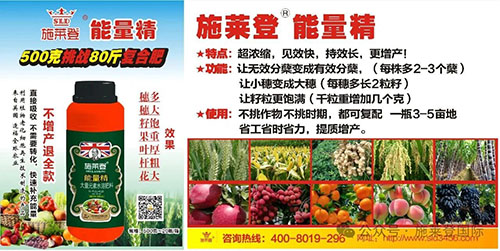 施莱登能量精，叶面喷施代替根部追肥