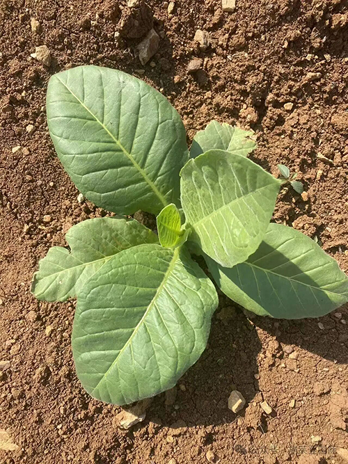 施莱登烟叶&ldquo;提质、提产&rdquo;种植方案和管理技术要点