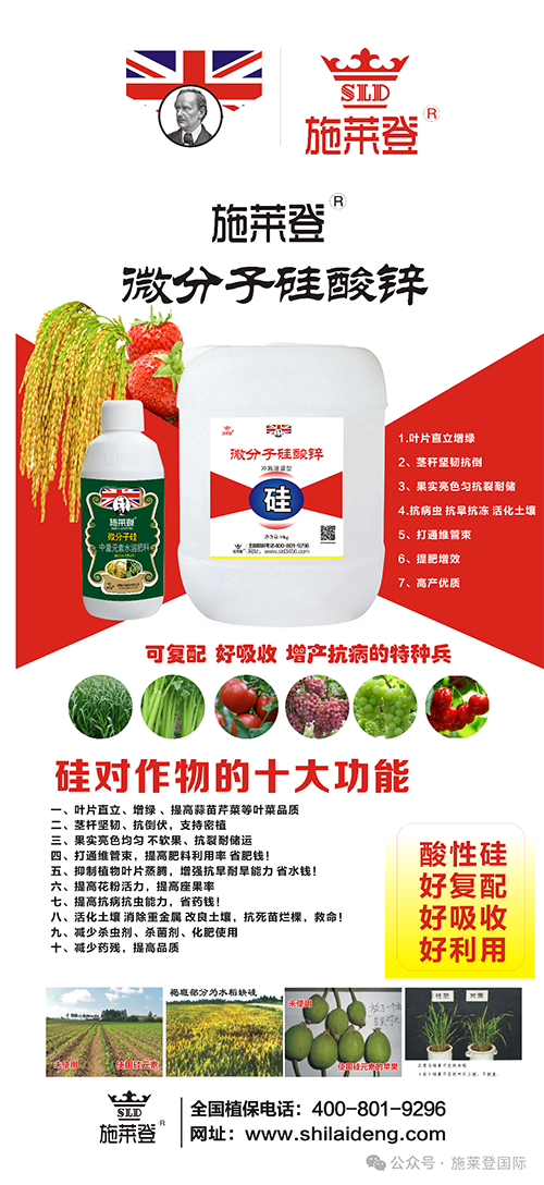 小麦、水稻倒伏就用施莱登微分子硅