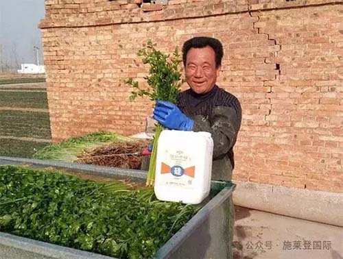 施莱登微分子硅肥，抗倒伏、防早衰、提品质